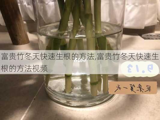 富贵竹冬天快速生根的方法,富贵竹冬天快速生根的方法视频