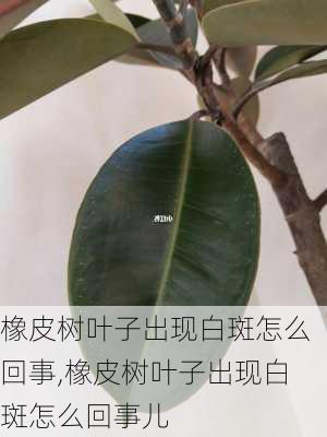 橡皮树叶子出现白斑怎么回事,橡皮树叶子出现白斑怎么回事儿