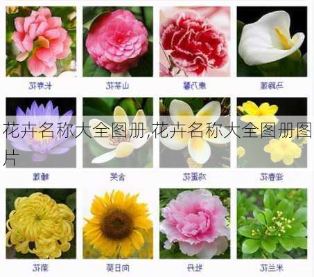 花卉名称大全图册,花卉名称大全图册图片