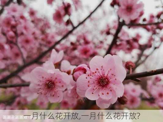 一月什么花开放,一月什么花开放?