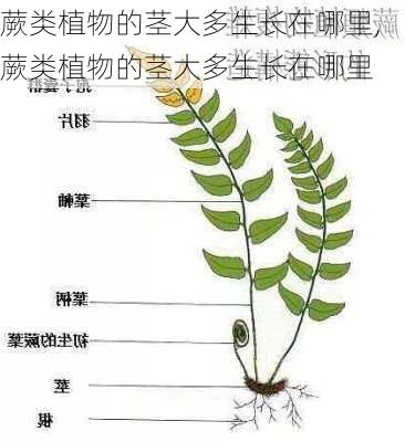 蕨类植物的茎大多生长在哪里,蕨类植物的茎大多生长在哪里