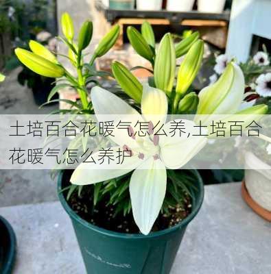 土培百合花暖气怎么养,土培百合花暖气怎么养护