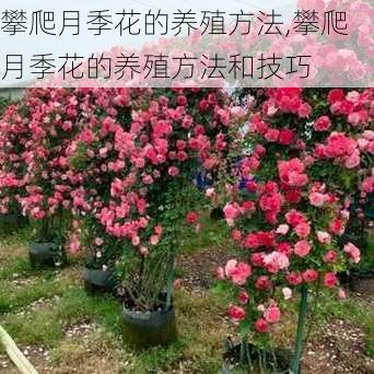 攀爬月季花的养殖方法,攀爬月季花的养殖方法和技巧