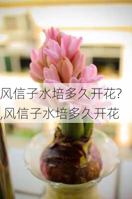 风信子水培多久开花?,风信子水培多久开花