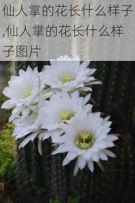 仙人掌的花长什么样子,仙人掌的花长什么样子图片