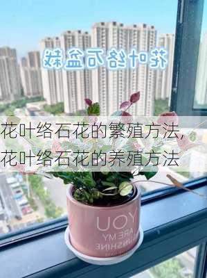 花叶络石花的繁殖方法,花叶络石花的养殖方法