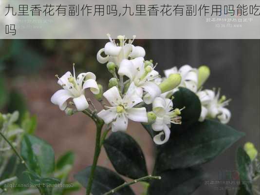 九里香花有副作用吗,九里香花有副作用吗能吃吗