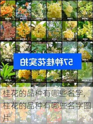 桂花的品种有哪些名字,桂花的品种有哪些名字图片