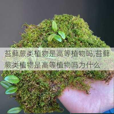 苔藓蕨类植物是高等植物吗,苔藓蕨类植物是高等植物吗为什么