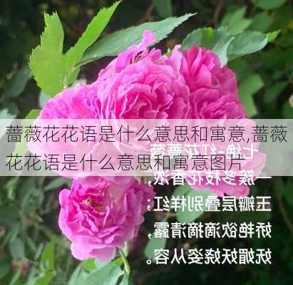 蔷薇花花语是什么意思和寓意,蔷薇花花语是什么意思和寓意图片