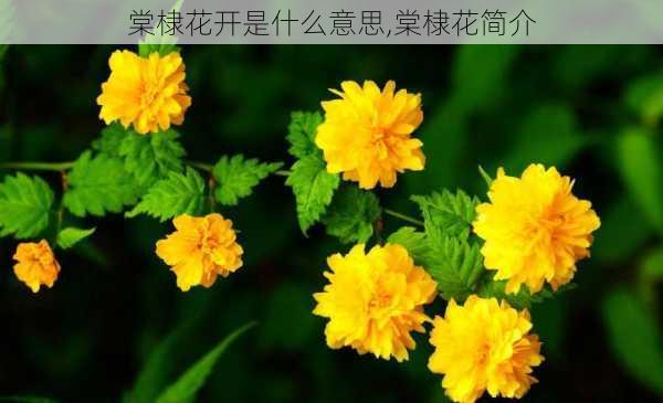 棠棣花开是什么意思,棠棣花简介