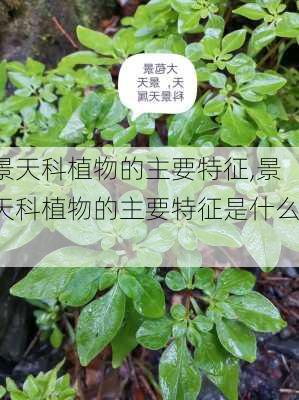 景天科植物的主要特征,景天科植物的主要特征是什么?