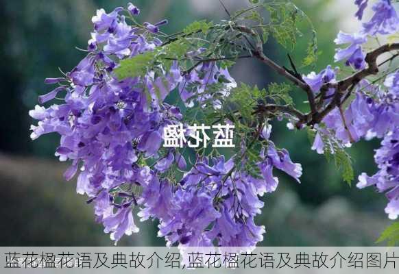 蓝花楹花语及典故介绍,蓝花楹花语及典故介绍图片