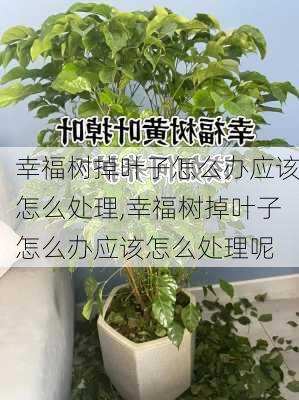 幸福树掉叶子怎么办应该怎么处理,幸福树掉叶子怎么办应该怎么处理呢