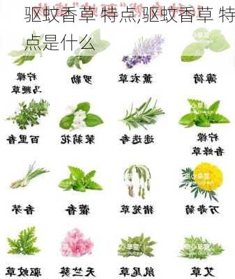 驱蚊香草 特点,驱蚊香草 特点是什么