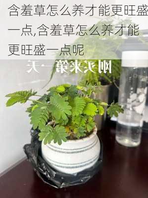 含羞草怎么养才能更旺盛一点,含羞草怎么养才能更旺盛一点呢