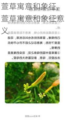 萱草寓意和象征,萱草寓意和象征意义