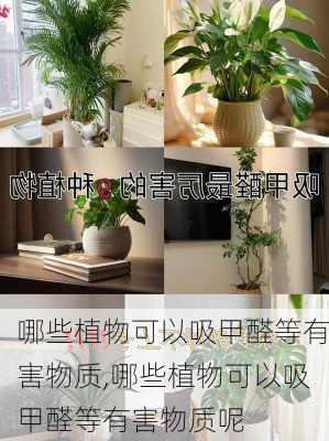 哪些植物可以吸甲醛等有害物质,哪些植物可以吸甲醛等有害物质呢