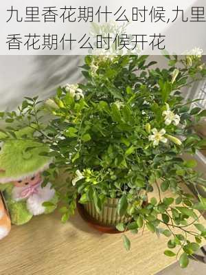 九里香花期什么时候,九里香花期什么时候开花