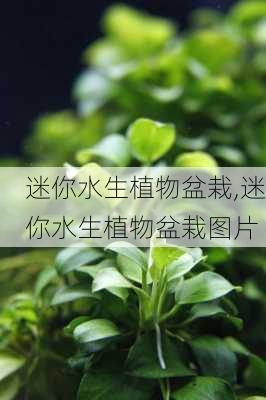 迷你水生植物盆栽,迷你水生植物盆栽图片