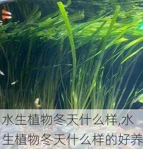 水生植物冬天什么样,水生植物冬天什么样的好养