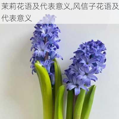 茉莉花语及代表意义,风信子花语及代表意义