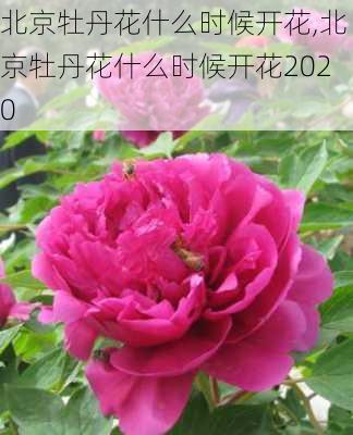 北京牡丹花什么时候开花,北京牡丹花什么时候开花2020