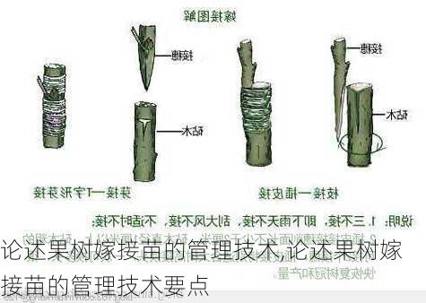 论述果树嫁接苗的管理技术,论述果树嫁接苗的管理技术要点