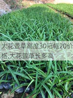 大花萱草高度30冠幅20价格,大花萱草长多高