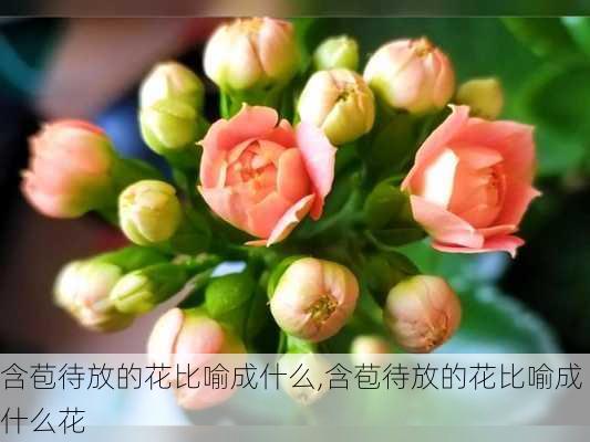 含苞待放的花比喻成什么,含苞待放的花比喻成什么花