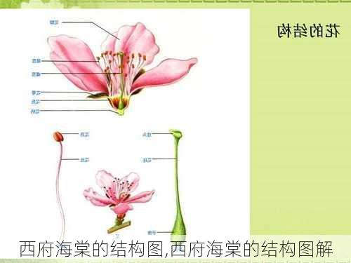 西府海棠的结构图,西府海棠的结构图解