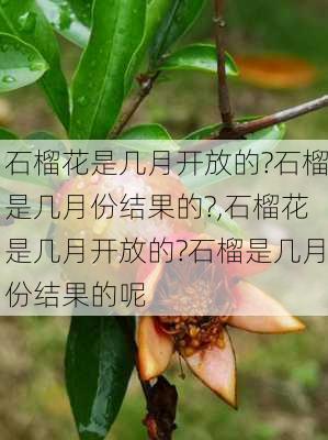 石榴花是几月开放的?石榴是几月份结果的?,石榴花是几月开放的?石榴是几月份结果的呢