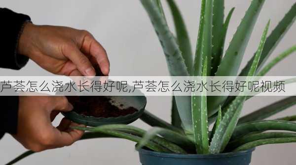 芦荟怎么浇水长得好呢,芦荟怎么浇水长得好呢视频