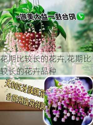 花期比较长的花卉,花期比较长的花卉品种