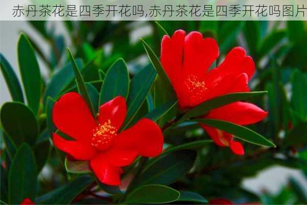 赤丹茶花是四季开花吗,赤丹茶花是四季开花吗图片