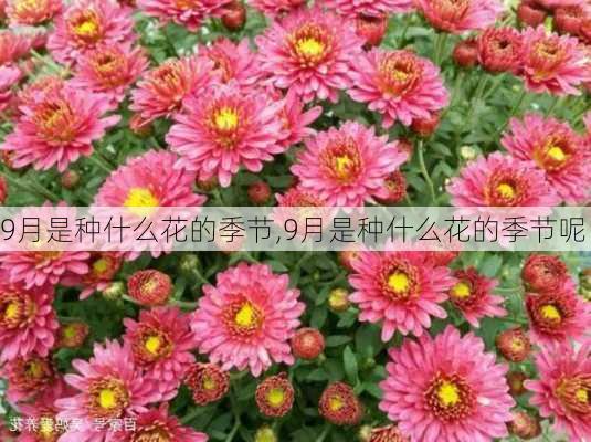 9月是种什么花的季节,9月是种什么花的季节呢