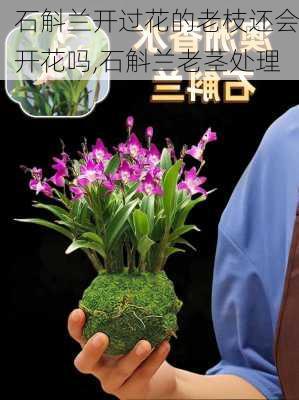 石斛兰开过花的老枝还会开花吗,石斛兰老茎处理