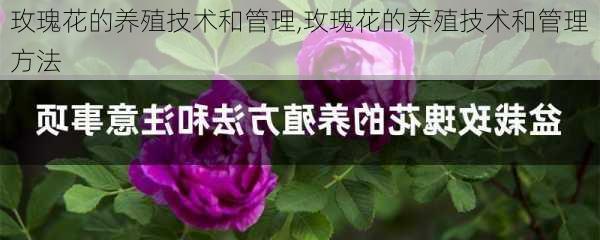 玫瑰花的养殖技术和管理,玫瑰花的养殖技术和管理方法