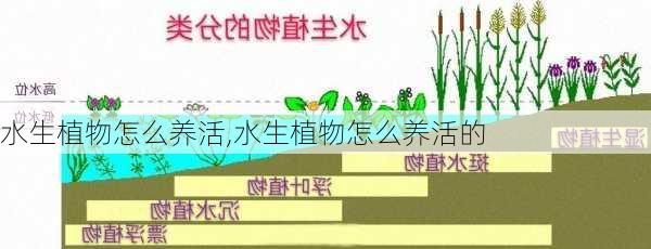 水生植物怎么养活,水生植物怎么养活的