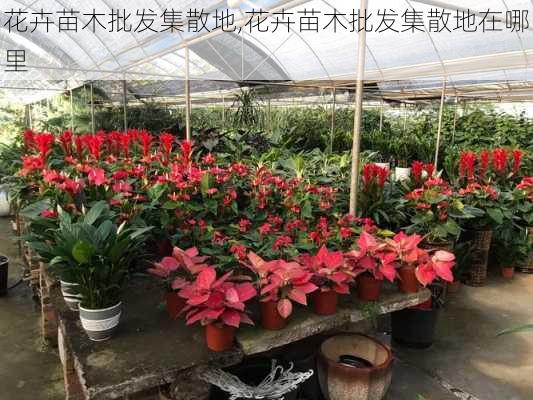 花卉苗木批发集散地,花卉苗木批发集散地在哪里