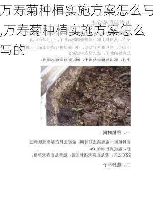 万寿菊种植实施方案怎么写,万寿菊种植实施方案怎么写的