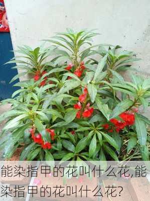 能染指甲的花叫什么花,能染指甲的花叫什么花?