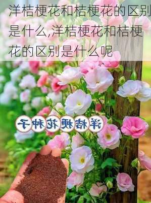 洋桔梗花和桔梗花的区别是什么,洋桔梗花和桔梗花的区别是什么呢