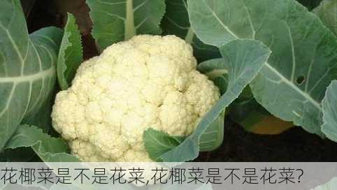 花椰菜是不是花菜,花椰菜是不是花菜?