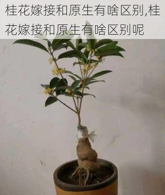 桂花嫁接和原生有啥区别,桂花嫁接和原生有啥区别呢