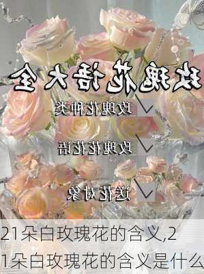 21朵白玫瑰花的含义,21朵白玫瑰花的含义是什么