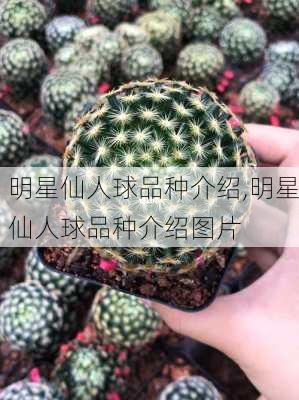 明星仙人球品种介绍,明星仙人球品种介绍图片