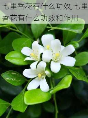 七里香花有什么功效,七里香花有什么功效和作用