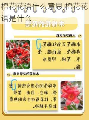 棉花花语什么意思,棉花花语是什么