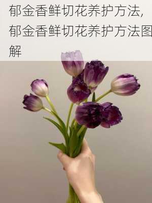 郁金香鲜切花养护方法,郁金香鲜切花养护方法图解